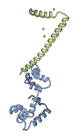 kreatin-kináz enzim Myoglobin: citoplazmatikus