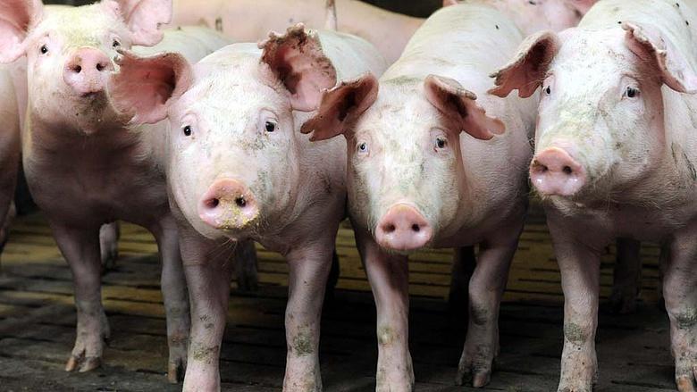 mintaszámot. Minden esetben a szívből (vagy ha ez nem lehetséges valamely nagyobb érből) vegyenek véralvadékot, továbbá mandula minta vételéről se feledkezzenek el.