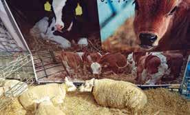 Szerencsére elmondhatjuk, hogy az AKDT, mint a Feed Expo