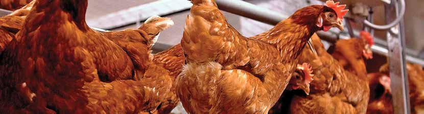 AGROFEED HÍREK Együttműködés a Schothorst Feed Research és az Agrofeed Kft.