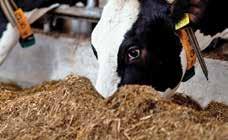 táplálóanyag-igények meghatározása Bár a takarmányozás áll a középpontban, a Schothorst Feed Research kiemelt figyelmet szentel az állatok egészségi állapotára, az állatjóléti előírásokra, az állatok