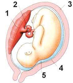 4. Milyen veszélyeket rejt magában az abortusz? 5.