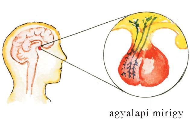 A belsõ elválasztású mirigyek mûködése Az agyalapi mirigy A belsõ elválasztású mirigyek fõ szabályzó funkcióját (feladatát) a borsószem nagyságú agyalapi mirigy látja el.