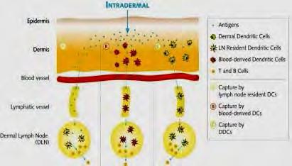 Milyen úton érhetik el a bőrbe juttatott* antigének a nyirokcsomókat? (LeBorgne M, et al. Med Sci 2007; 23:819 25.