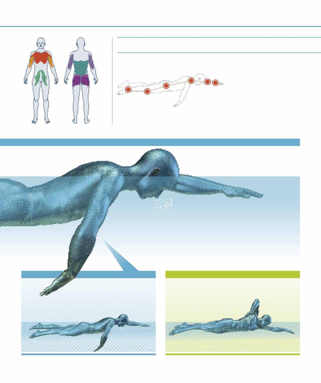 Az úszó anatómiája 13 a kinetikus LÁNC A lánc minden elemének optimálisan kell működnie az erős kartempó érdekében. Az emberi testet mozgásra tervezték.