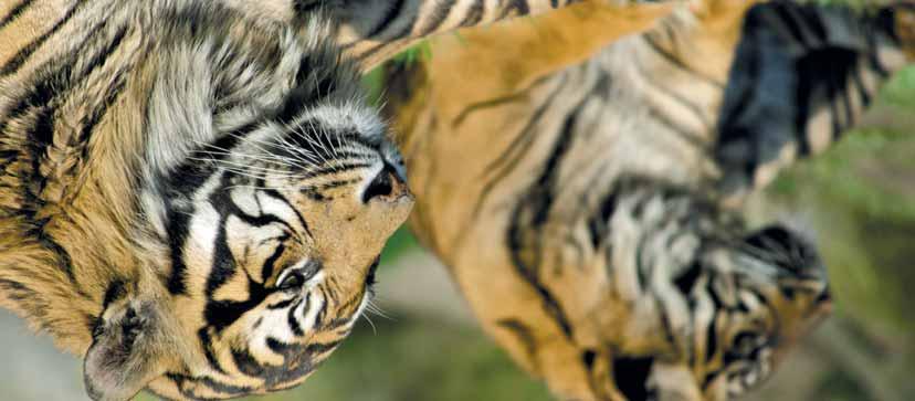 2018 11.07. 13 Bengáli tigrisek A Dzsungel könyve Tigris és nagyvad expedíciók nyomán 1-2. : Budapest Delhi Elrepülés átszállással Delhibe.
