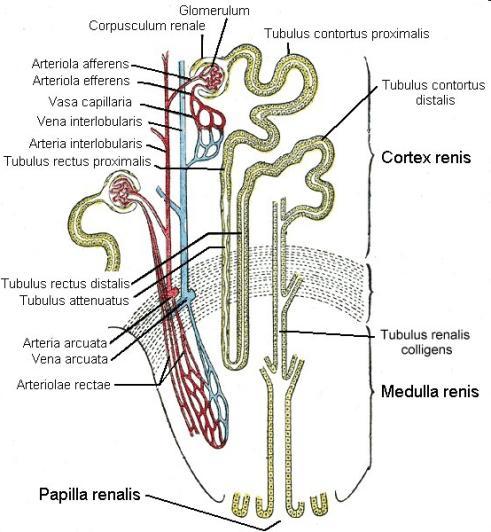 IDŐS KOR ÉS VESEBETEGSÉG Ischemiás vesebetegség: oka a vérellátás csökkenése, hypertonia, atherosclerosis Jelllege:
