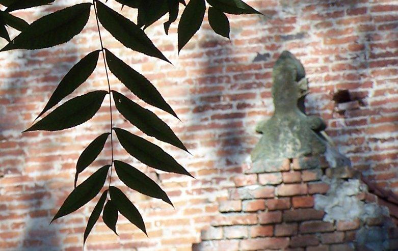 Megkérdezhetem, tisztelt templomjáró Kollégám, Önök ültettek-e már egy diófát
