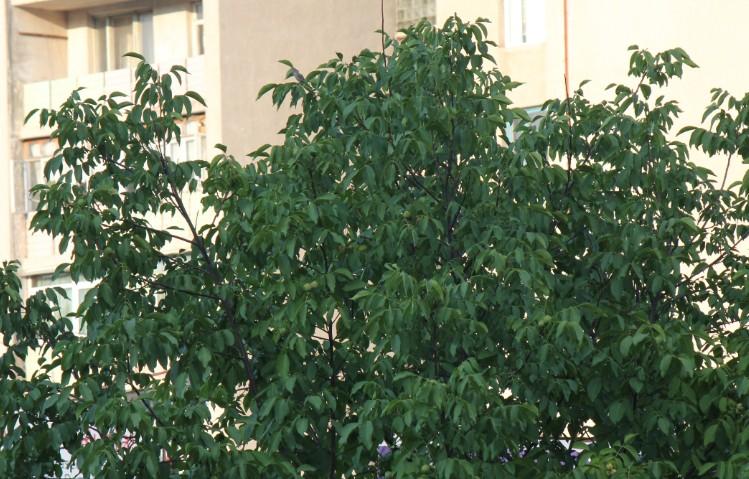 Ha nem panelházban, hanem újkori lakótelepen, lakóparkban lakunk, a lakópark közösségi területére nyugodtan
