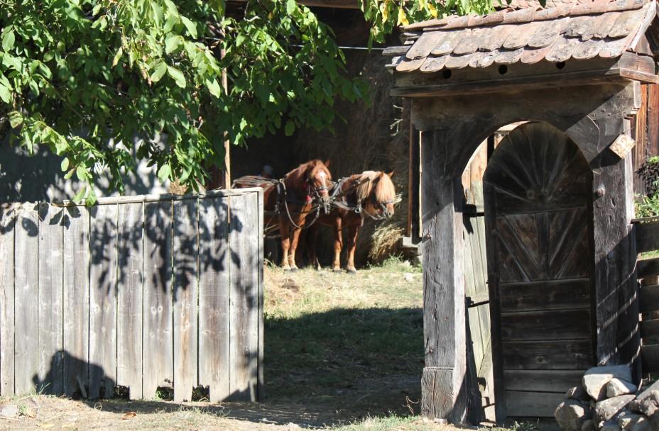 szimbiózisára.