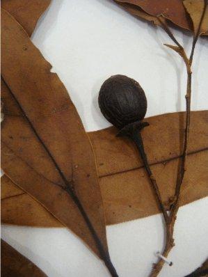 faanyagot nevezi "brazil walnut"-nak.