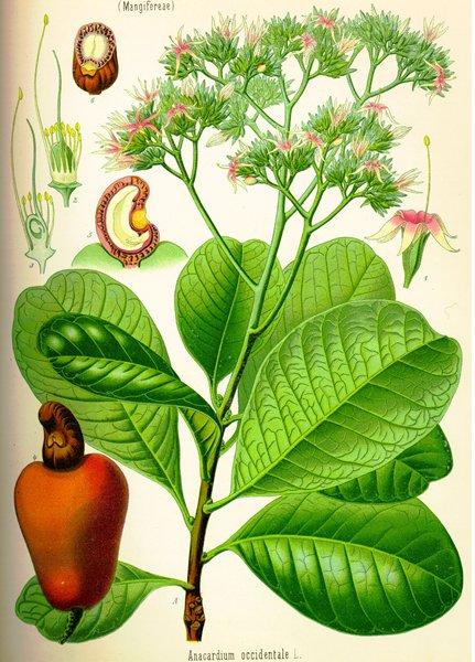 A trópusokon elterjedten termesztik, legnagyobb termesztői India, Brazília, Kelet-Afrika.