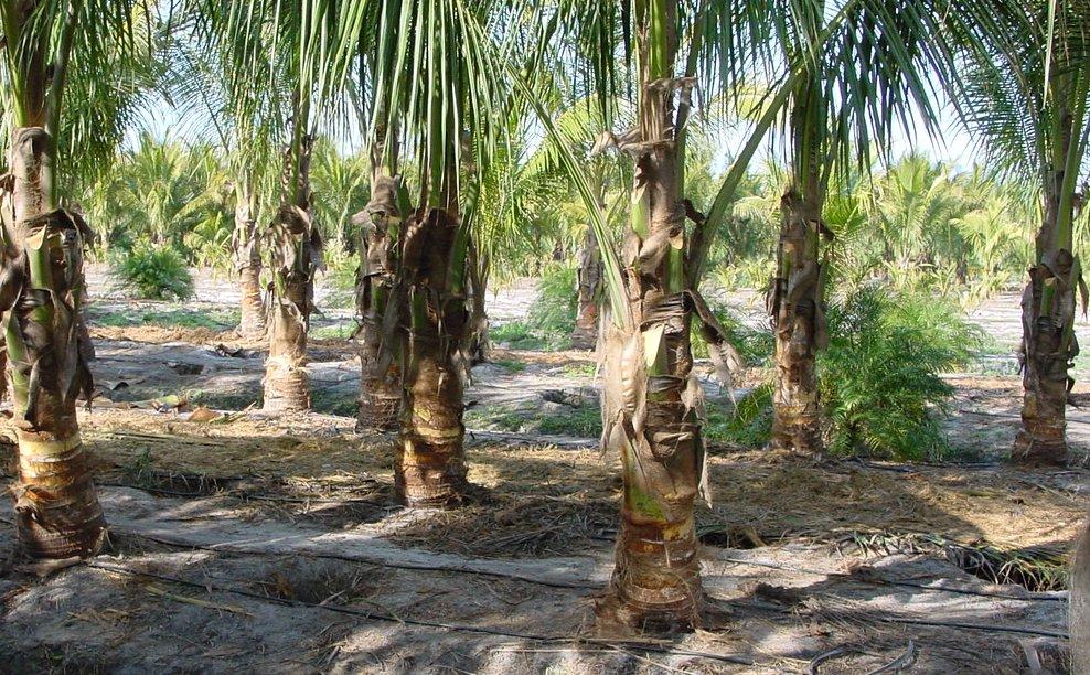 Makadámiadió Macadamia integrifolia. Ausztrália diója, Queensland-ből és Új-Dél-Wales északi részéből. A szubtrópusi, síkvidéki esőerdők lakója. A világ mintegy húsz másik országában is termesztik.