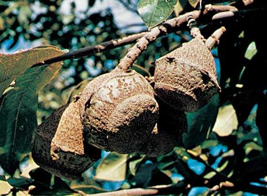 Érett termése nagyobb grépfruit méretű. 12-24 db szögletes barna magot tartalmaz.