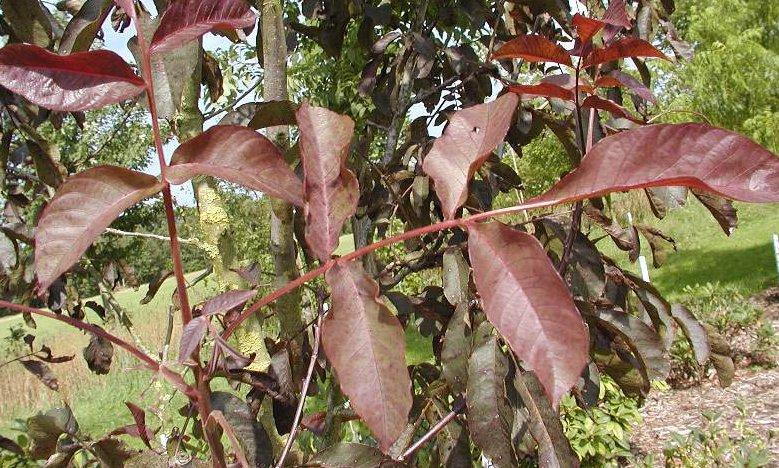 Ez a fa a Juglans regia Purpurea, ami nem tévesztendő össze a Juglans regia Rubrával, ami ugyancsak vöröset jelent.