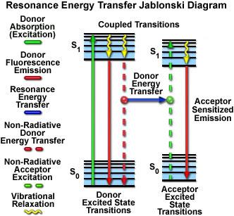 FRET (Förster Resonance Energy Transfer) Az energiatranszfer hatásfoka: E = R 0 6 /(R0 6 + r 6 ) Ahol R 0 a festékpárra jellemző állandó, r a festékek közötti távolság.