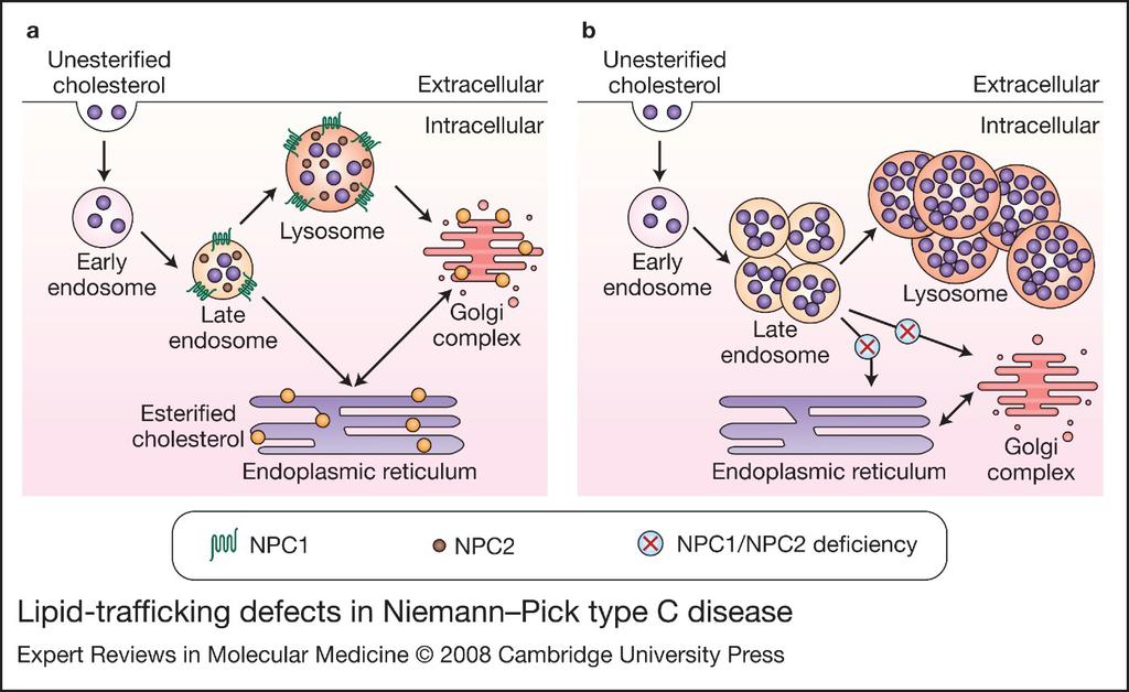 A lipid tárolási betegség (Nieman-PickC) háttere