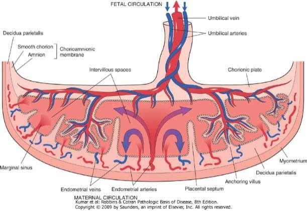 Benne embrionális kötőszövetben 2 artéria, 1 véna és a szikhólyag maradványa található. A köldökzsinór anyagát érett kocsonyás kötőszövet ún. Wharton-kocsonya, képezi.