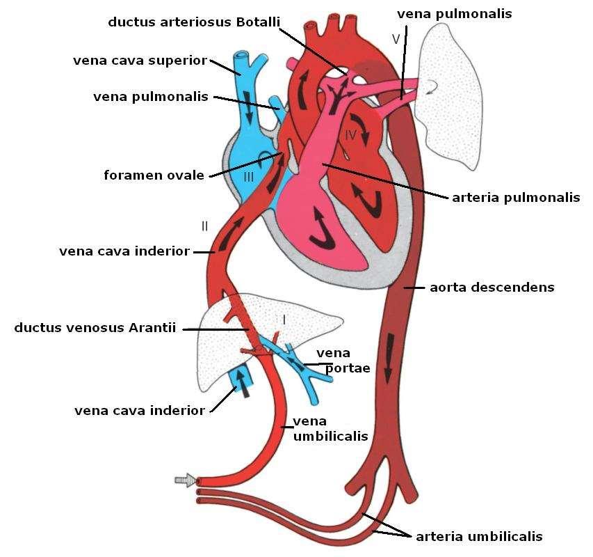 A vena umbilicalis az alsó üres vénához csatlakozik (vena cava inferiorhoz), amely a magzat testéből vénás vért szállít - itt a vénás és az arteriás vér keveredik.