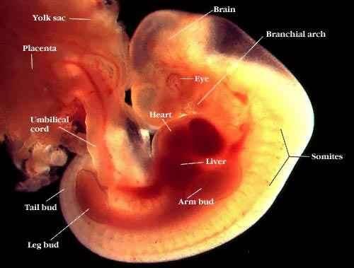 Az embrió, a magzat további fejlődése 3 hét elteltével az embrió 3 mm hosszúságú, kialakul a feji és a farki vég.