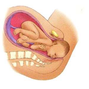 A vajúdás, amely bevezeti a szülést általában mintegy 280 nappal a nő utolsó menstruációjának első napja, azaz 266 nappal a fogamzás után kezdődik. Ha a szülés a 28.