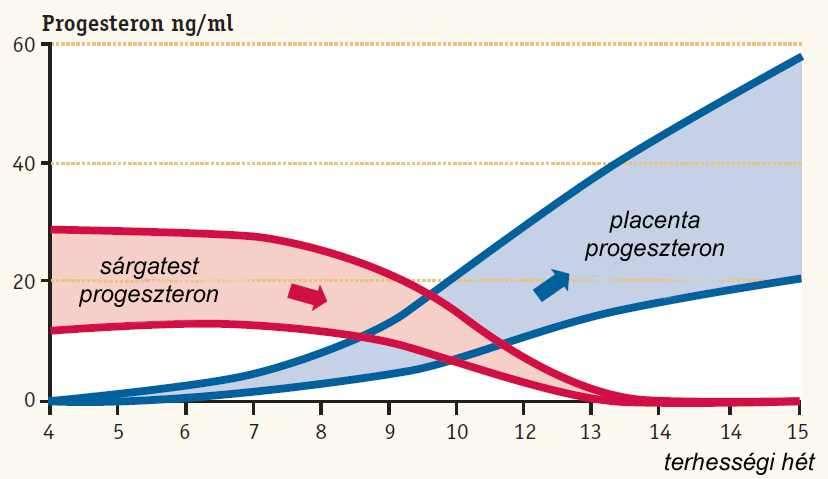 A terhesség alatti hormonális változások Terhesség alatt szünetel a női nemi ciklus. A külső magzatburok (chorion) kb. 10. naptól termeli a hcg-t. A hcg fenntartja sárgatestet, ami kb. 3.