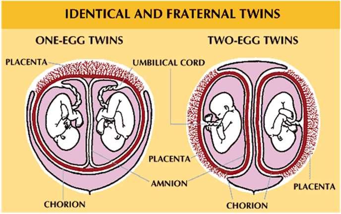 ) A hcg szint a terhesség első harmadában kb. a 10. héten - éri el a maximumát. A 12. héttől szintje a 15. hétig csökken, majd ezt követően vérszintje a szülésig stagnál.