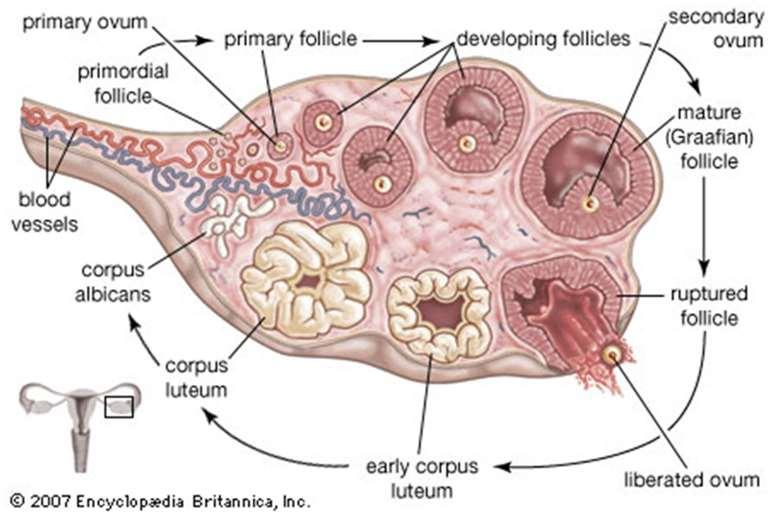 Az ember egyedfejlődése Szerk: Vizkievicz András Az állatok egyedfejlődése (ontogenezis) így az emberé is alapvetően két fő szakaszra tagolható: az embrionális fejlődésre, amely a megtermékenyítés