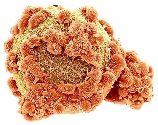 A petesejt a 0,1 mm átmérőjével az emberi szervezet legnagyobb sejtje, citoplazmájában szénhidrátokból, fehérjékből, és lipidekből álló szikanyag található.