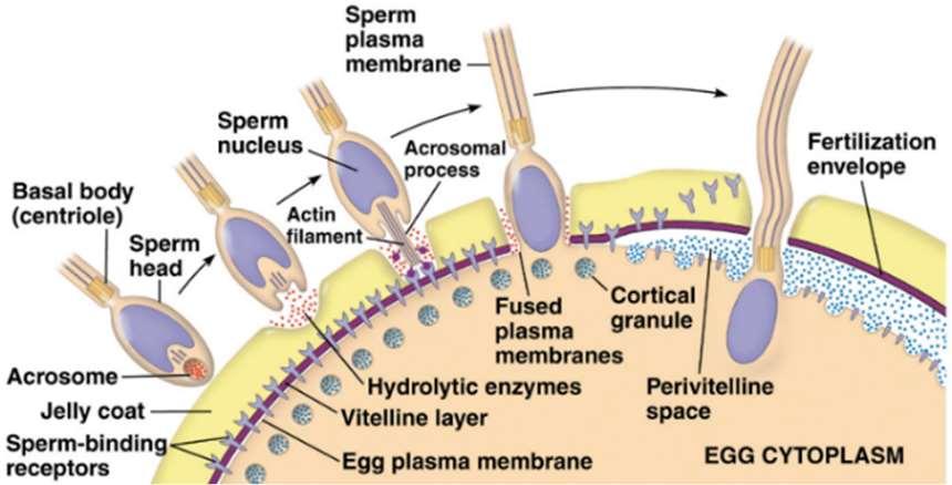felszámolva a ZP-3 receptorokat. A petesejt és spermiummembrán egyesülését követően befejeződik a II. meiótikus osztódás.