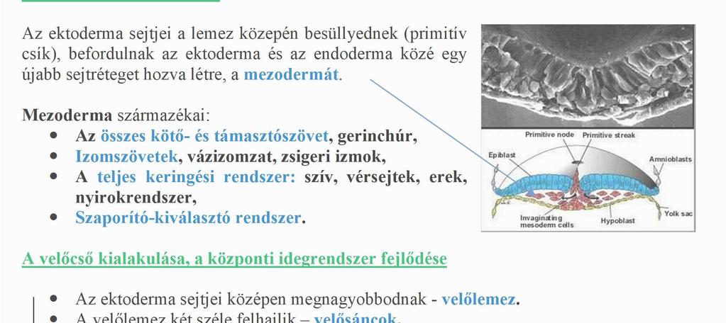 Mezoderma származékai: Az összes kötő- és támasztószövet, gerinchúr,