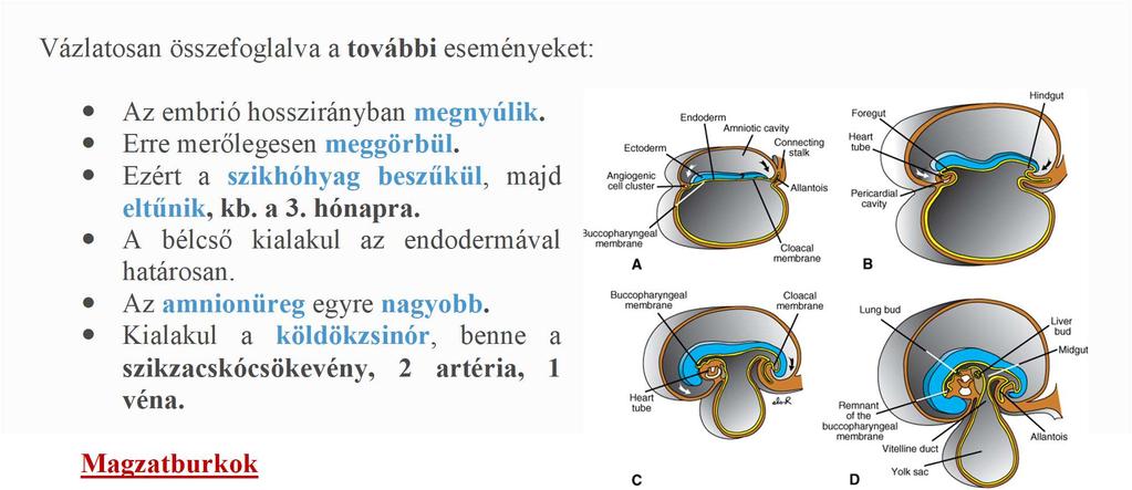 nap után kimutatható, így megállapítható a terhesség.