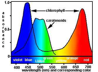 Optikai dnzitás dkadikus molaris tinkciós állandó [l mol -1 cm -1 ] moláris koncntráció Vörös színű üvg spktrumai Biológiailag fontos molkulák