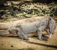 13 nap: Reggeli vagy reggeli csomag és transzfer a reptérre, repülés Labuan Bajora, érkezés a Komodo reptérre, az idegenvezetővel utazás a kikötőbe.