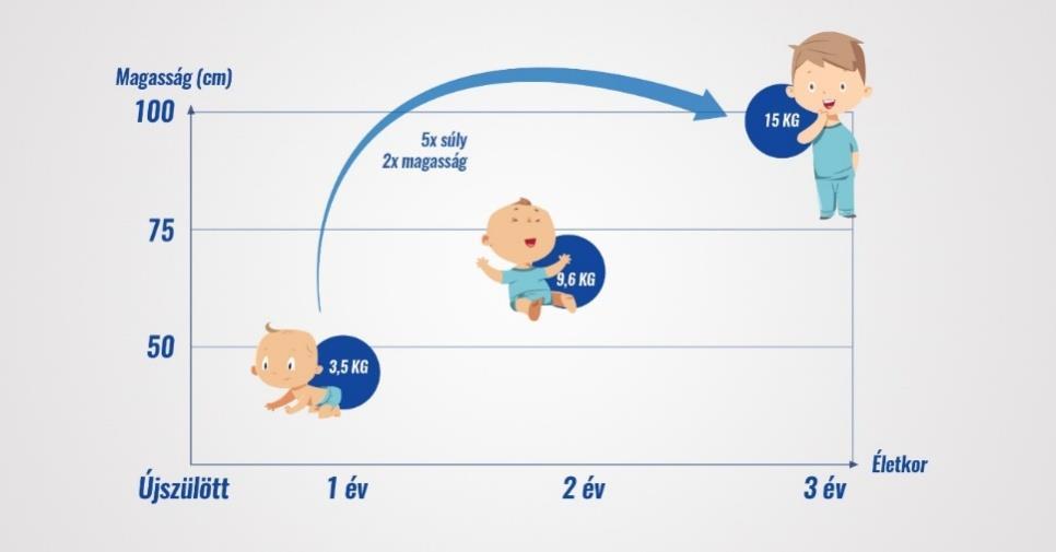 Ezen időszak környezeti hatásai, azon belül is a táplálás, óriási szerepet játszanak számos felnőttkori népbetegség pl.