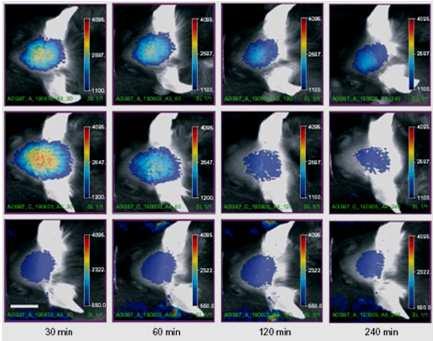 near-infrared fluorescence imaging. Nat. Biotechnol. 23(5), 552 554 (25) 6 Egér a Marsról II.