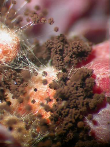 Aspergillus