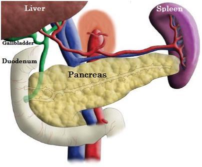 PANCREAS UH általában csak részben látható, sokszor nem vizsgálhatót Endoscopos