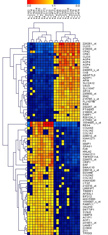 Cluster elemzés: dendrogram RMA normalizálás PAM küszöb: 2,5