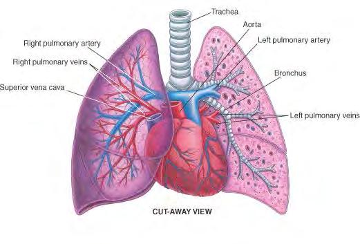 Collecting veins