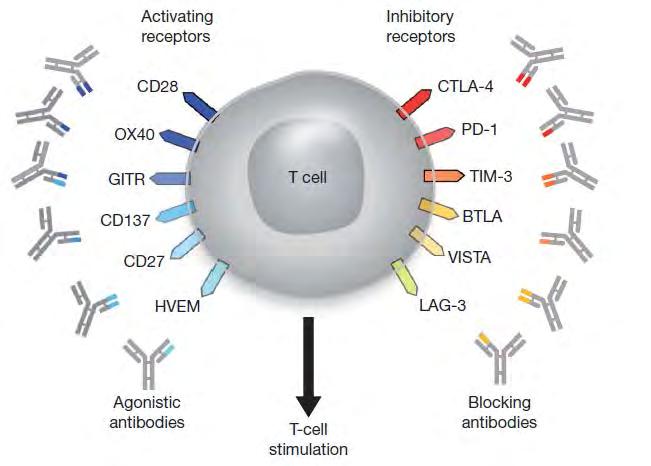 anti-ctla4 anti-pd1 anti-pdl1 Mellman