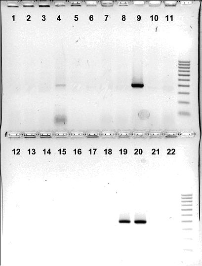 2. ábra Salmonella törzsek avra gén hordozásának vizsgálata PCR módszerrel (3) 385 bp 385 bp jelmagyarázat lásd. 1. ábránál 2. táblázat. Salmonella enterica subsp. enterica serovar.