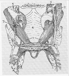 3. ábra: A szájpad izomzata: 1) levator veli palatini, 2) és 3) tensor veli palatini, 4) m. contrictor pharyngis, 5) a tuba auditiva szalagja 4.