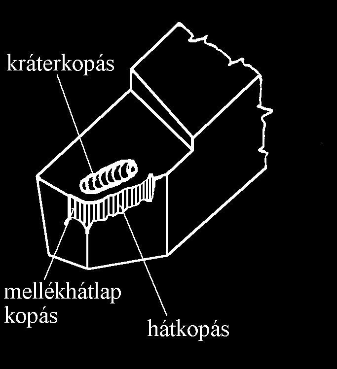 A kopás megjelenési formái A kopás megjelenési formái homlokkopás hátkopás