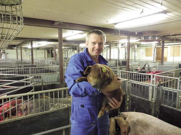 A Topigs Norsvin bocsátja rendelkezésre a tenyészindexet és az egyéb adatokat. Ők a belső tulajdonságokat vizsgálják. Mi a küllemet nézzük.