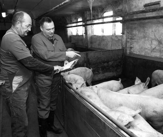 Szigorú szelekció Thijssen az InGene házhoz vitt nukleusz tenyésztési rendszert használja a saját utánpótlású kocák előállítására. A koca utánpótlás előállítására van egy 250 kocás törzstenyészete.