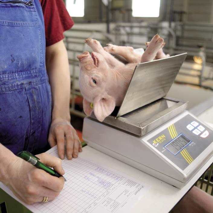 Az önköltség továbbra is az ágazat sikerességének létfontosságú tényezője. Ezért jól jön minden innováció, amely a sertéshús termelési költségének csökkenéséhez járul hozzá.