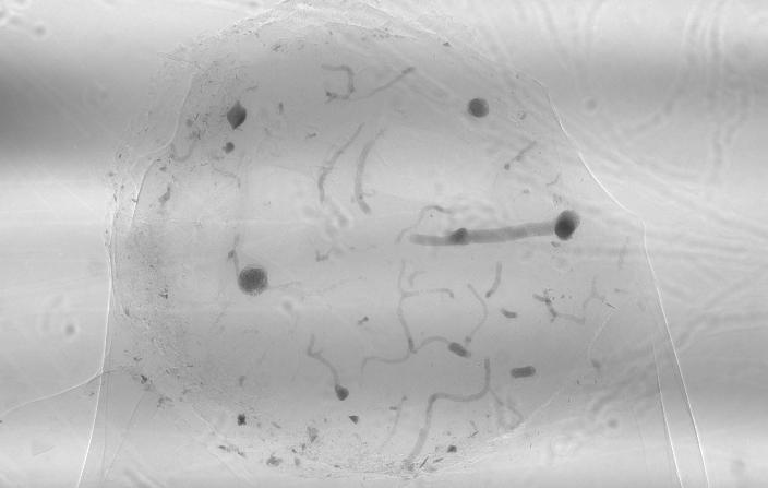 Egy-egy mintáról körül-belül 500-1500 ilyen felvétel készült, melyekből kézhez kaptuk az inverz Radon-transzformációval előállított tomografikus szeleteket (47. ábra).