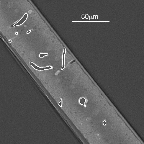nem volt megfelelő. A Golgi-impregnált A1-es mintán (48. c) ábra) a szöveten belül nagyobb repedések húzódnak, amelyek vélhetően a gyantába ágyazás előtt keletkeztek.