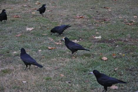 A varjak átlagos életkora alig 3-4 év. Az ennél hosszabb életű madarak ritkák, a hazánkban bizonyítottan szabadban élt legidősebb madár kora azonban csaknem 23 évnek bizonyult.